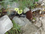 Llauna de conserva i vidre